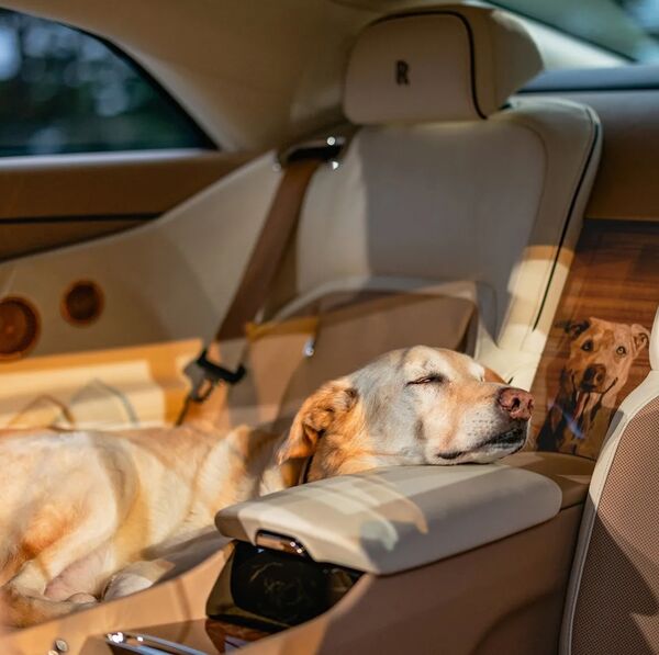 Der Hund, der einen Rolls-Royce bekam