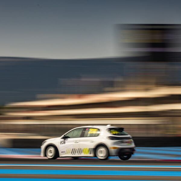 Ein Löwe für kleine Krallen